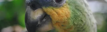 Up close with an Amazon parrot in Ecuador