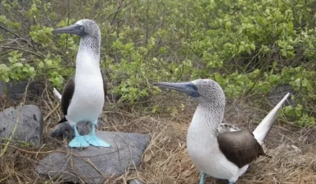 Espanola - Blue-footed boobies courting