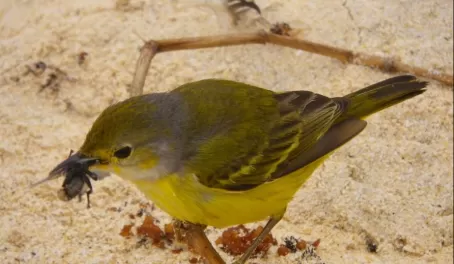 Floreana Island- Female warbler snacking on a fly