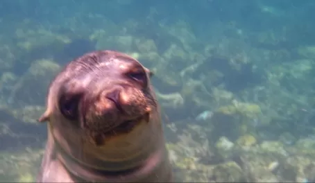 Champions Islet- Up close and personal with a sea lion