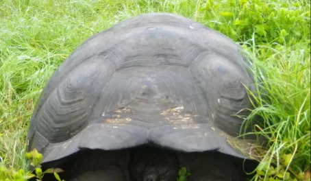 Final Goodbye to Galapagos wildlife, a giant land tortoise