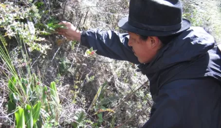 Antonio shows us medicinal plants on the Cuicocha Hike