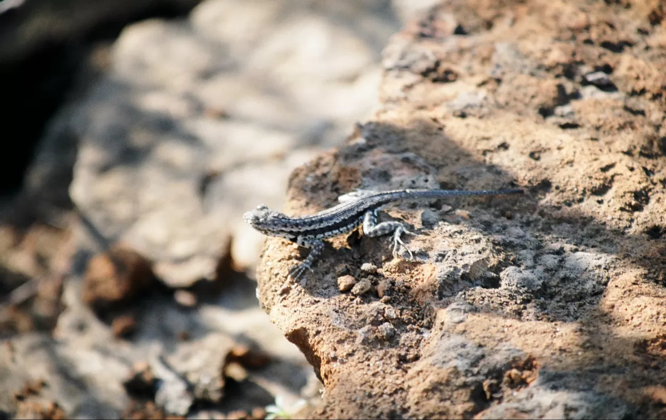 Wildlife on a Galapagos islands tour