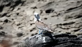Blue-footed Booby spotted while cruising the Galapagos
