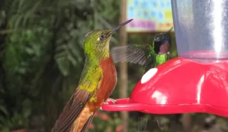 Hummingbirds at Guango Lodge