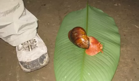 Snail (to scale)