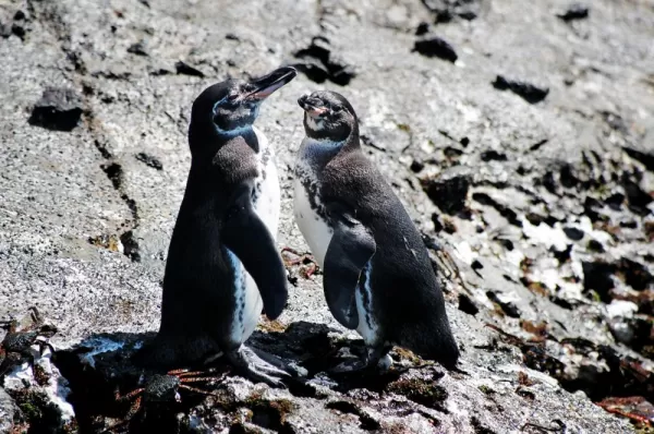 A pair Galapagos penguins during a cruise tour