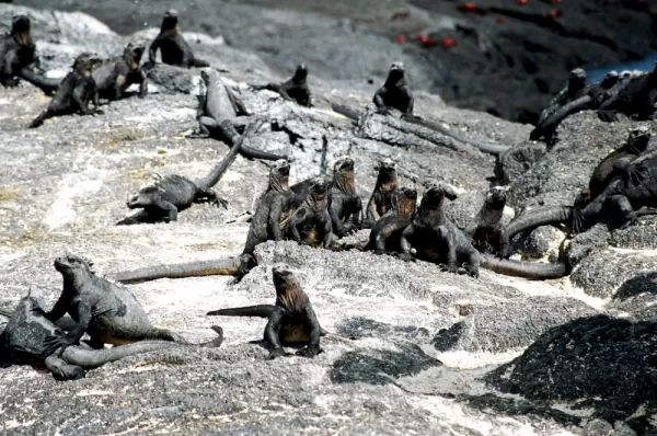 Group of iguanas on Fernandina island in the Galapagos