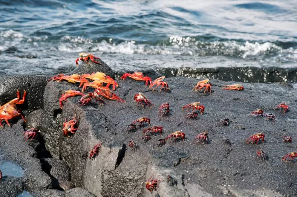 Group of Sally Lightfoot crabs headed for dry land in the Galapagos Islands