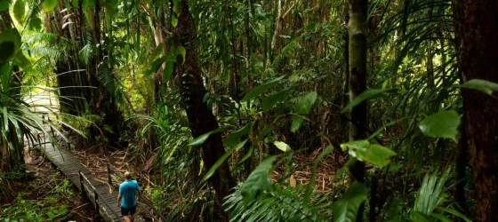 Exploring the dense jungle of Bako National Park