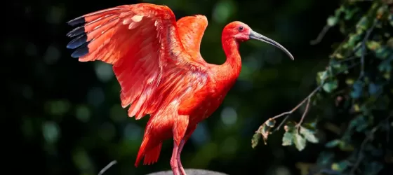Beautiful red bird, Scarlet Ibis, Eudocimus ruber in its typical environment