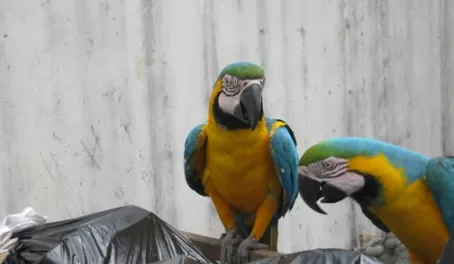 Macaws in the dumpster at Hotel El Auca