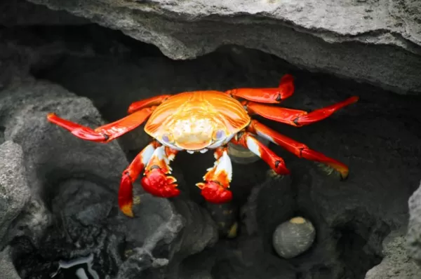 Sally light-foot crab and wildlife viewing tours in the Galapagos