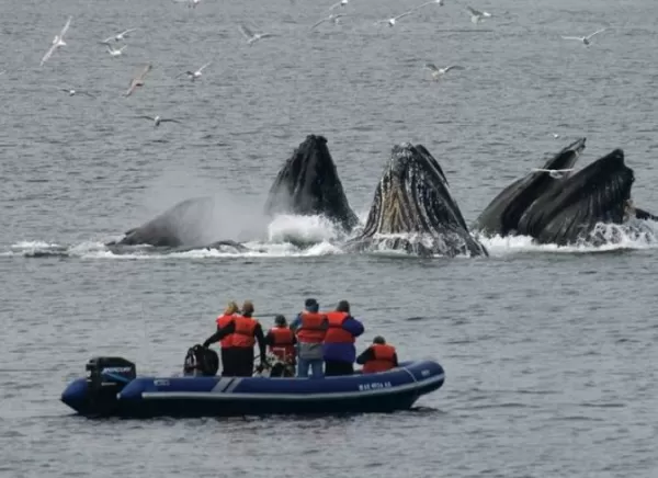 Humpback whales bubble-net feeding