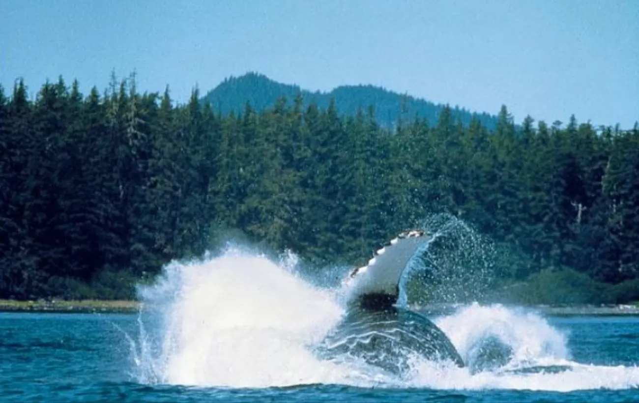 A breaching humpback whale