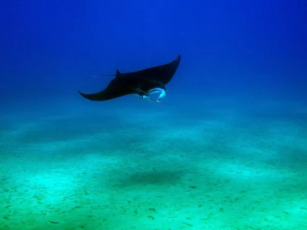 Have the opportunity to swim with Manta Rays