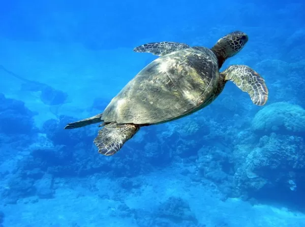 Snorkel with a wide array of fascinating sealife