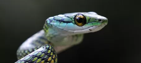 Green Vine Snake in the Amazon