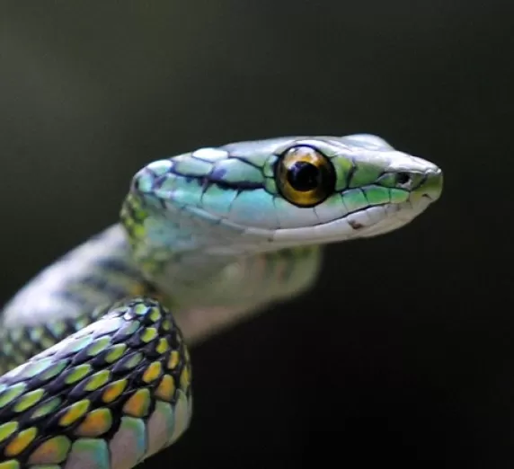 Green Vine Snake in the Amazon