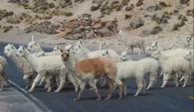 Caution...Llama Crossing!  High Plateau, Arequipa