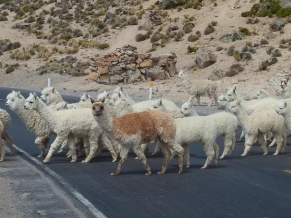 Caution...Llama Crossing!  High Plateau, Arequipa