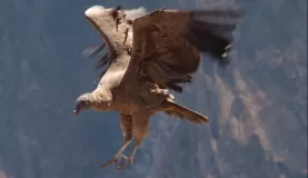 Condor Landing, Colca Canyon