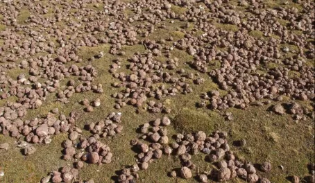 Freeze Drying Potatoes, High Plateau, Arequipa