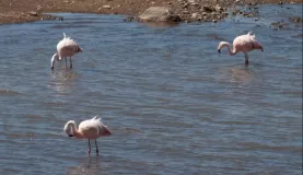 Andean Flamingos, Traveling to Puno