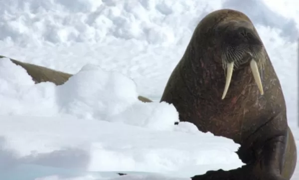 A walrus greets you