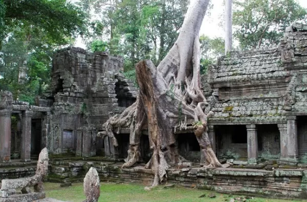 Cambodia - Lara Croft Tree