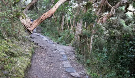 Day 2- trail takes you through a rainforest