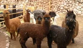 Llamas and alpacas!