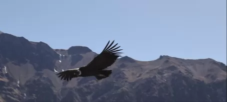 Now that's a condor!