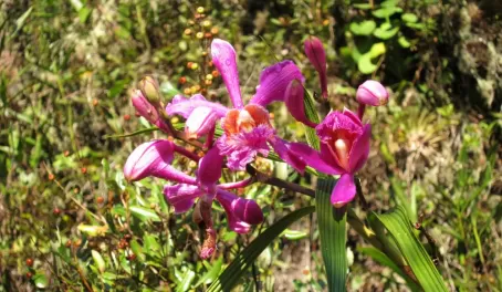 Orchid along trail