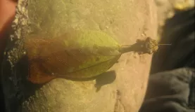 looks like a praying mantis