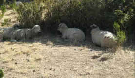 sheep in Isla del Sol