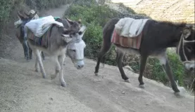The donkeys carry our gear