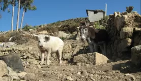 A pig and donkey in the shade