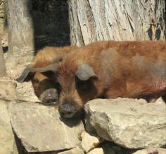 Pigs on Sun Island