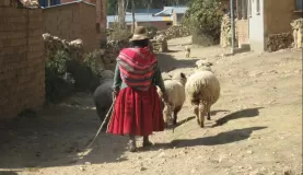 A woman leads her sheep through the streets of Isla del Sol