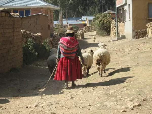 A woman leads her sheep through the streets of Isla del Sol