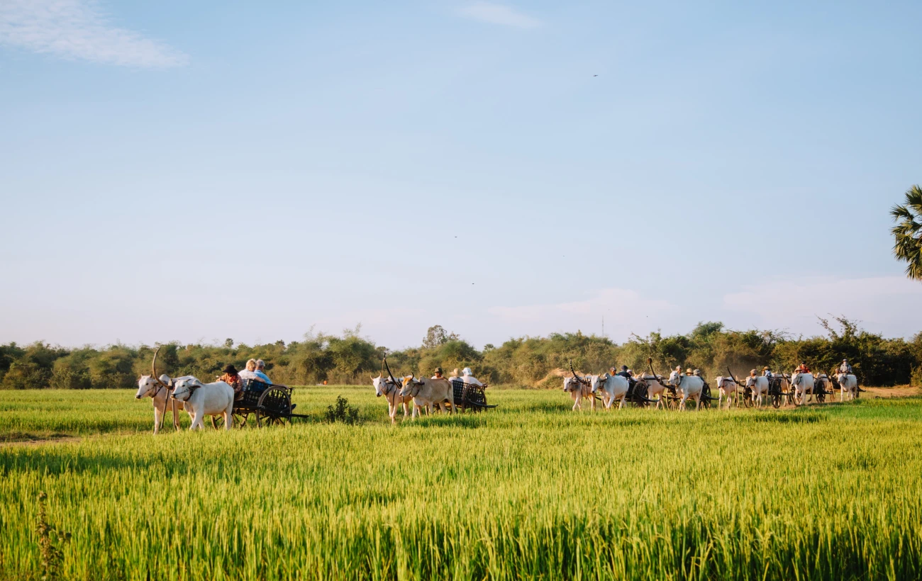 Riding an Ox cart in the village