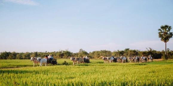 Riding an Ox cart in the village