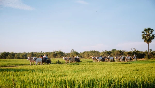 Riding an Ox cart in the village
