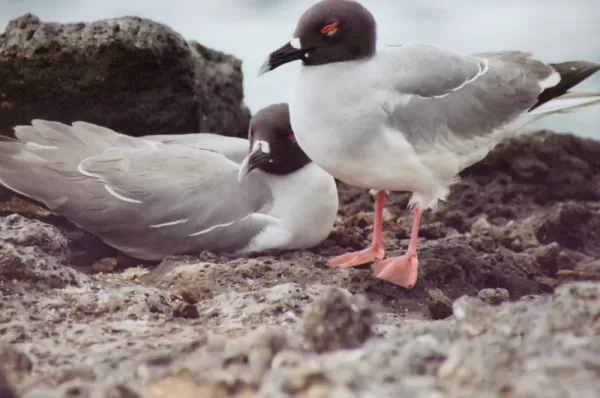Swallow-tailed Gull spotted during a Galapagos tour