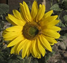 Artistic shot - notice the bee!