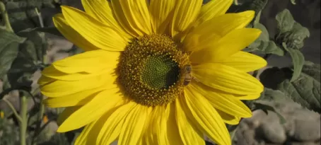 Artistic shot - notice the bee!
