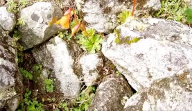 Rocks along the trail