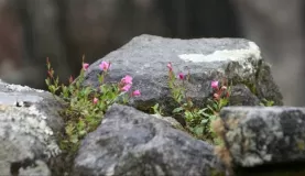 Miniature flowers making inroads into the stone.