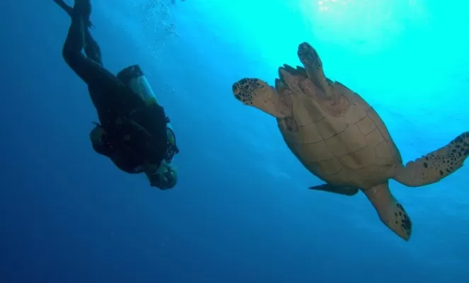 Diver with the swimming turtle